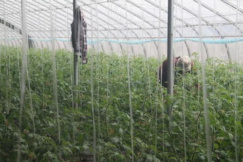 上蔡农业农村局试行农产品合格证制度，保百姓“舌尖上的安全”
