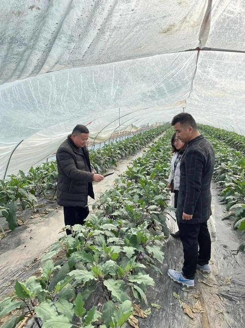 区农业农村局开展春节前农产品质量安全专项执法检查行动