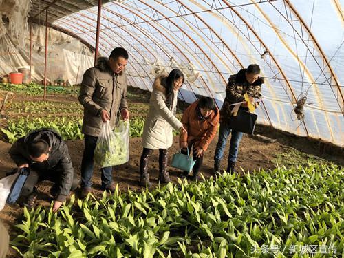 农业农村部例行抽检护航农产品安全 新城区监测行动筑牢质量防线