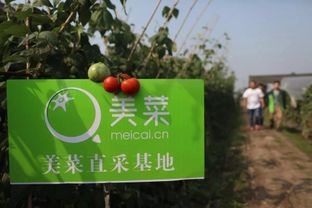 美菜荣膺2019全国网络扶贫优秀案例 以科技助力农业振兴