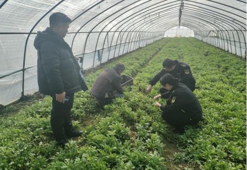 徽州区强化农产品质量安全宣传 切实守护群众“舌尖上的安全”