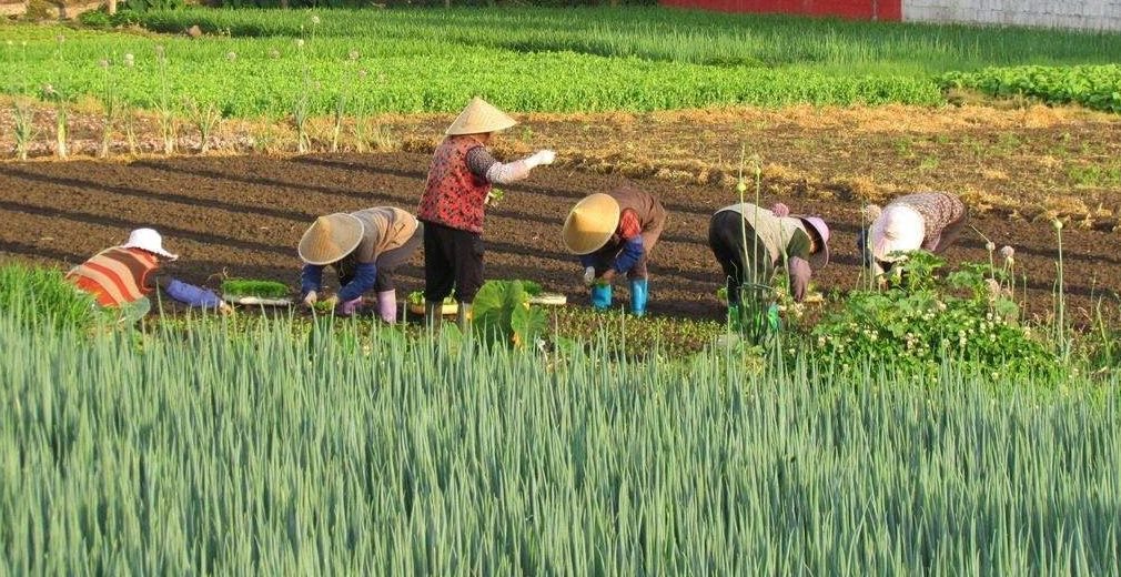农业部发布2018年种植业工作要点 调减水稻面积1000万亩以上，推动农业绿色发展