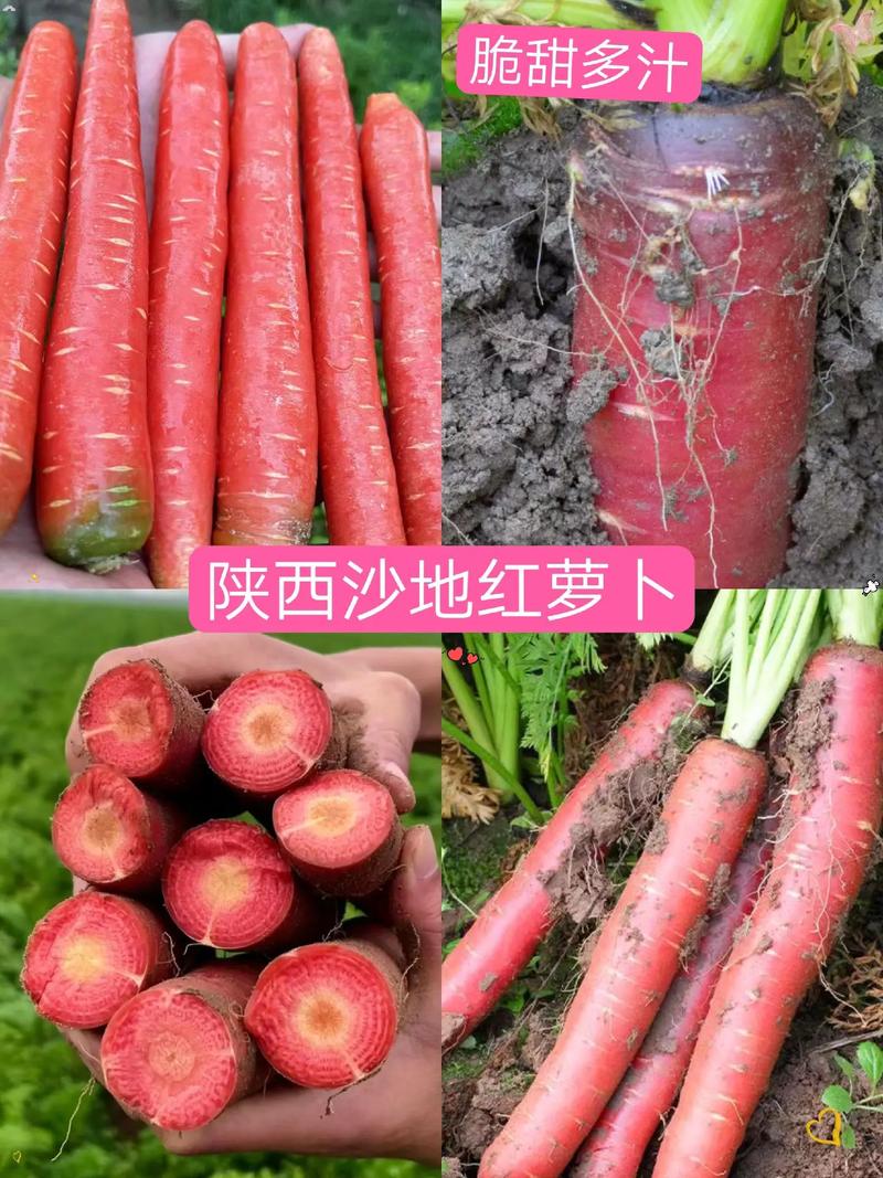 陕西沙地红萝卜 从黄土高坡到抖音热销，优质农产品的逆袭之路